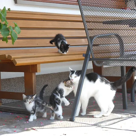 Frühstückspension Schneiderbauer Waidring